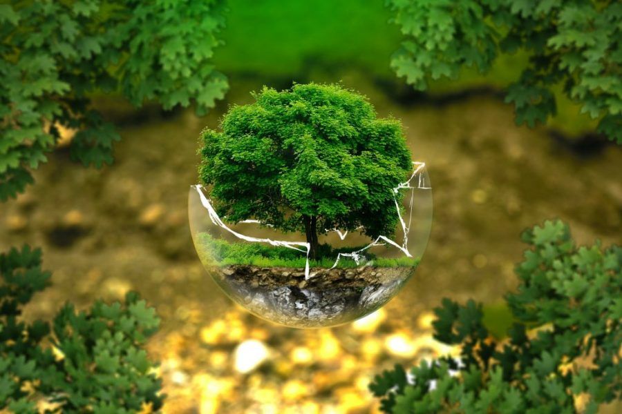 cuidar-el-medio-ambiente.jpg
